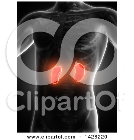 Clipart of a 3d Anatomical Xray Man with Glowing Red Kidneys, on Black - Royalty Free Illustration by KJ Pargeter