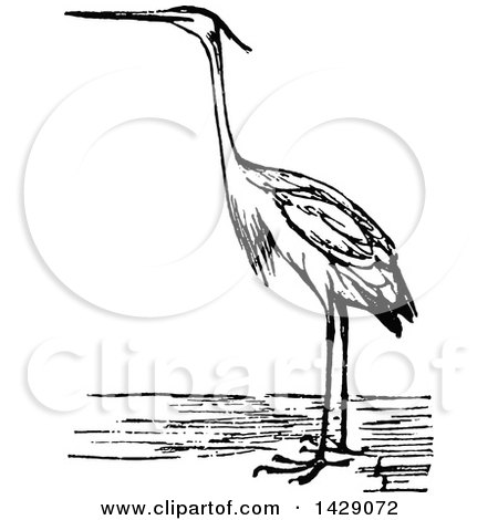 Clipart of a Vintage Black and White Heron Bird - Royalty Free Vector Illustration by Prawny Vintage