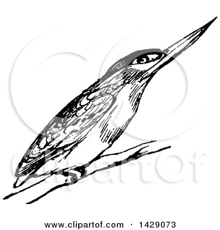 Clipart of a Vintage Black and White Kingfisher Bird - Royalty Free Vector Illustration by Prawny Vintage