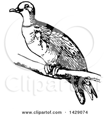 Clipart of a Vintage Black and White Bird - Royalty Free Vector Illustration by Prawny Vintage