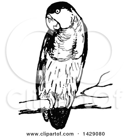 Clipart of a Vintage Black and White Perched Parrot - Royalty Free Vector Illustration by Prawny Vintage