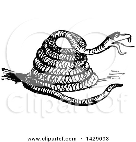 Clipart of a Vintage Black and White Coiled Snake - Royalty Free Vector Illustration by Prawny Vintage