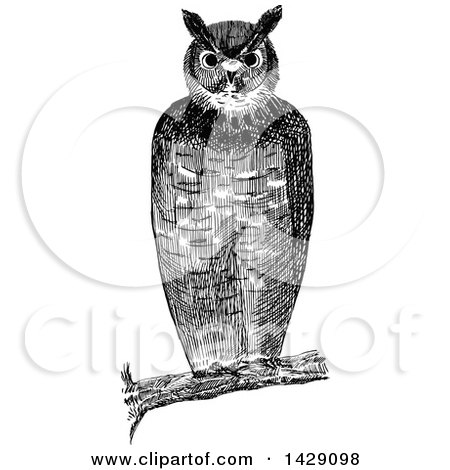 Clipart of a Vintage Black and White Sketched Owl - Royalty Free Vector Illustration by Prawny Vintage