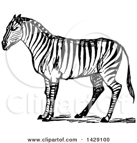 Clipart of a Vintage Black and White Sketched Zebra - Royalty Free Vector Illustration by Prawny Vintage