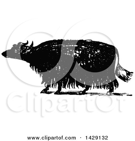 Clipart of a Vintage Black and White Sketched Yak - Royalty Free Vector Illustration by Prawny Vintage