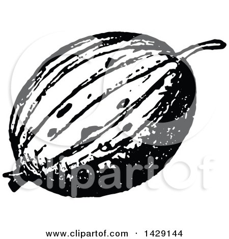 Clipart of a Vintage Black and White Gooseberry - Royalty Free Vector Illustration by Prawny Vintage