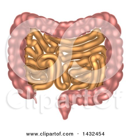 Clipart of Small and Large Intestines of the Digestive System - Royalty Free Vector Illustration by AtStockIllustration