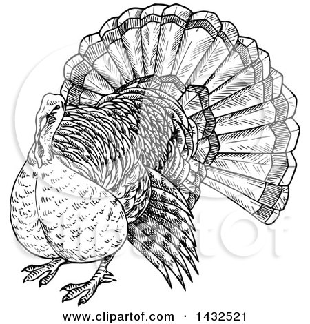 Clipart of a Sketched Black and White Turkey Bird - Royalty Free Vector Illustration by Vector Tradition SM