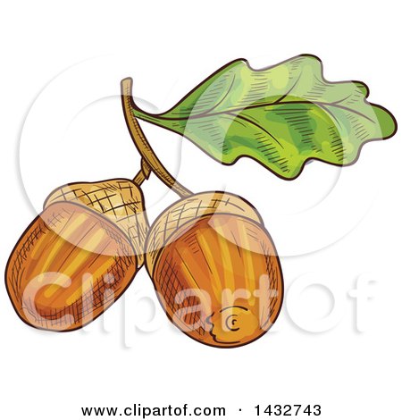 Clipart of a Sketched Oak Leaf and Acorns - Royalty Free Vector Illustration by Vector Tradition SM