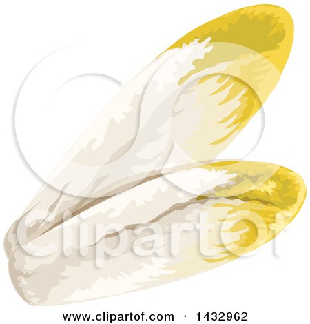 Clipart of Chicory Endive - Royalty Free Vector Illustration by Vector Tradition SM