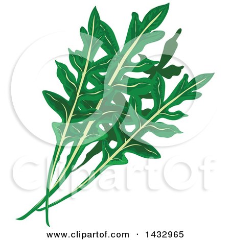 Clipart of Arugula Greens - Royalty Free Vector Illustration by Vector Tradition SM
