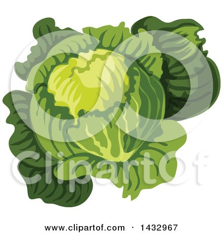 Clipart of a Head of Cabbage or Lettuce - Royalty Free Vector Illustration by Vector Tradition SM