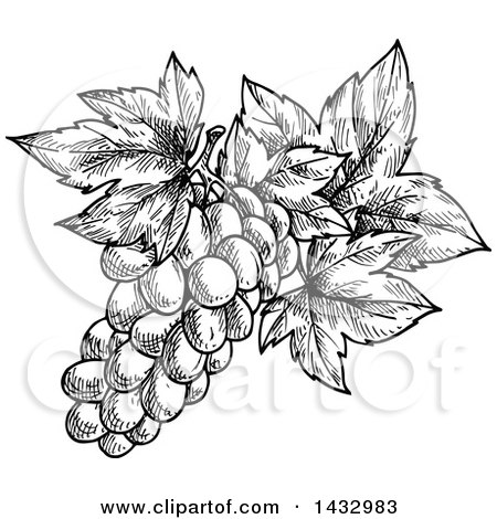 Clipart of a Black and White Sketched Bunch of Grapes - Royalty Free Vector Illustration by Vector Tradition SM