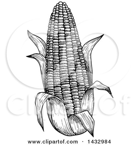 Clipart of a Black and White Sketched Ear of Corn - Royalty Free Vector Illustration by Vector Tradition SM