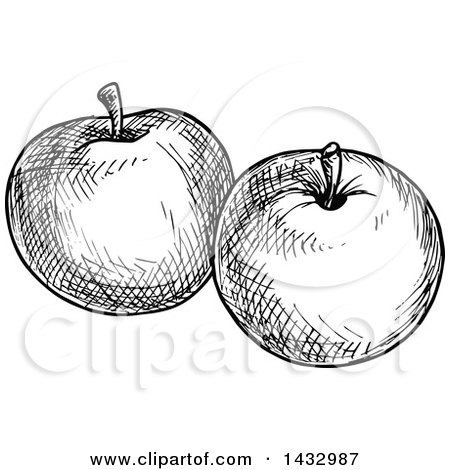 Clipart of Black and White Sketched Apples - Royalty Free Vector Illustration by Vector Tradition SM
