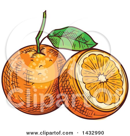 Clipart of Sketched Oranges - Royalty Free Vector Illustration by Vector Tradition SM
