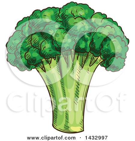 Clipart of a Sketched Head of Broccoli - Royalty Free Vector Illustration by Vector Tradition SM