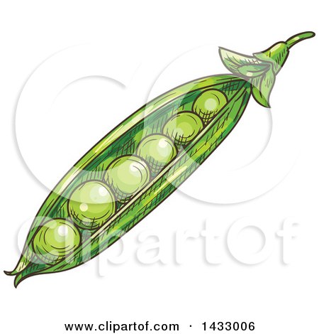Clipart of a Sketched Pod with Peas - Royalty Free Vector Illustration by Vector Tradition SM