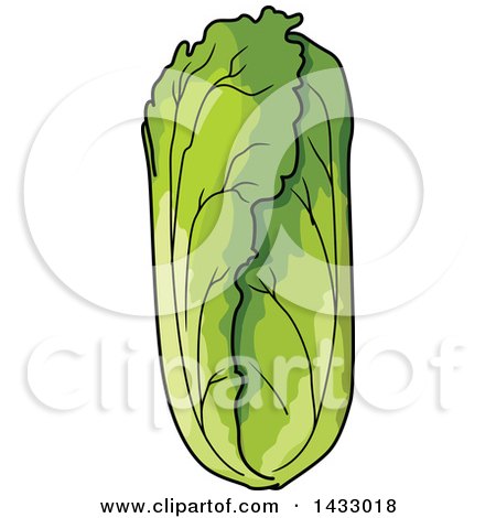 Clipart Of Napa Cabbage - Royalty Free Vector Illustration by Vector Tradition SM