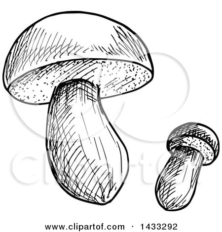 Clipart of Black and White Sketched Mushrooms - Royalty Free Vector Illustration by Vector Tradition SM