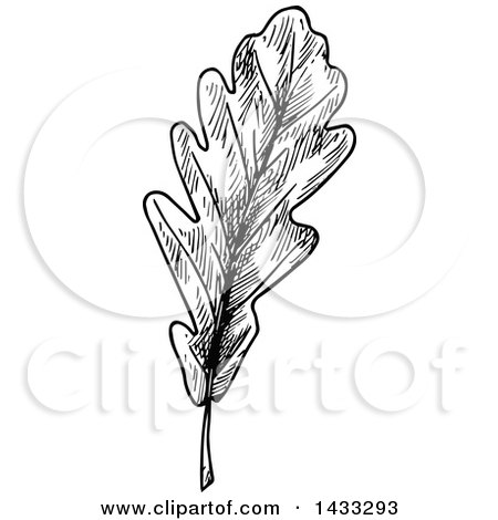 Clipart of a Black and White Sketched Oak Leaf - Royalty Free Vector Illustration by Vector Tradition SM