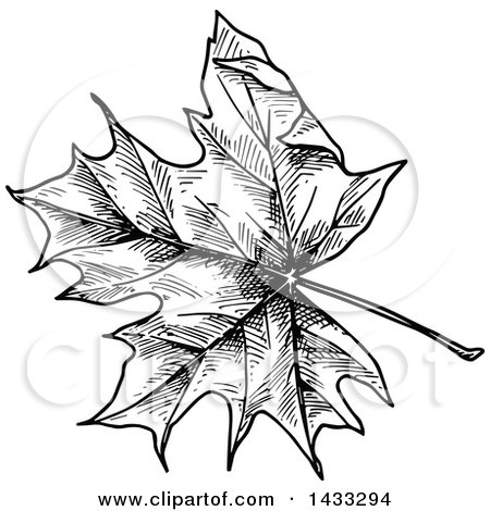 Clipart of a Black and White Sketched Maple Leaf - Royalty Free Vector Illustration by Vector Tradition SM