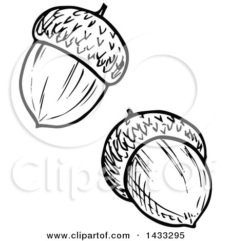 Clipart of Black and White Sketched Acorns - Royalty Free Vector Illustration by Vector Tradition SM