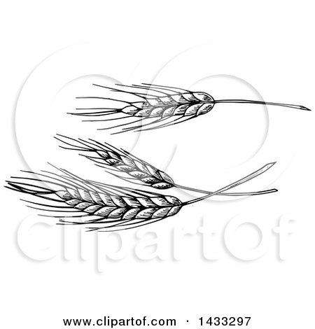 Clipart of Sketched Black and White Wheat - Royalty Free Vector Illustration by Vector Tradition SM