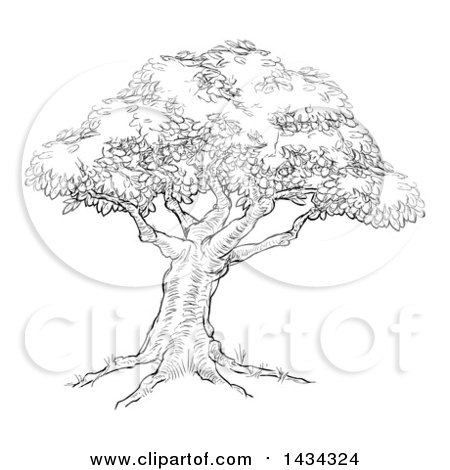 Clipart of a Black and White Sketched Tree - Royalty Free Vector Illustration by AtStockIllustration