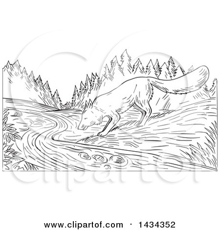 Clipart of a Black and White Sketched Fox Drinking from a Creek - Royalty Free Vector Illustration by patrimonio