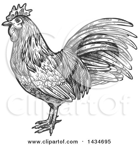 Clipart of a Sketched Dark Gray Rooster - Royalty Free Vector Illustration by Vector Tradition SM