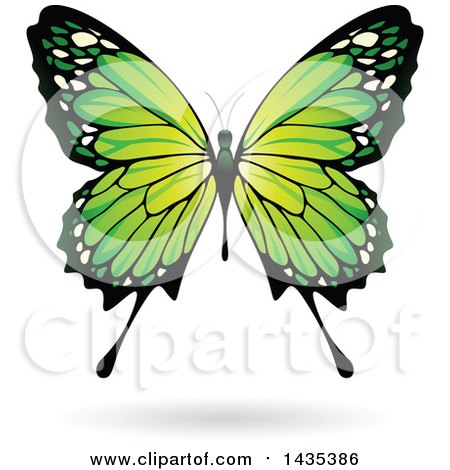 Clipart of a Green Butterfly with a Shadow - Royalty Free Vector Illustration by cidepix