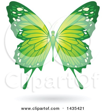 Clipart of a Flying Green Butterfly and Shadow - Royalty Free Vector Illustration by cidepix