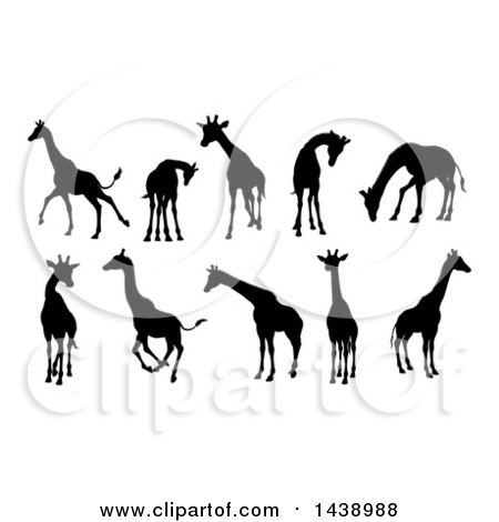 Clipart of Black Silhouetted Giraffes - Royalty Free Vector Illustration by AtStockIllustration
