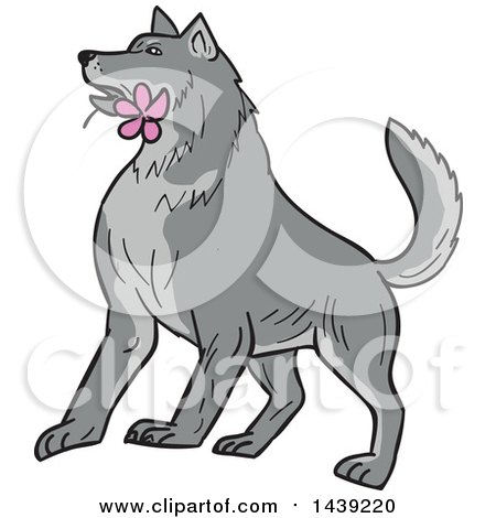 Clipart of a Sketched Timber Wolf with a Pink Plumeria Flower in His Mouth - Royalty Free Vector Illustration by patrimonio