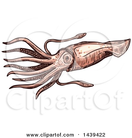 Clipart of a Sketched and Colored Squid - Royalty Free Vector Illustration by Vector Tradition SM