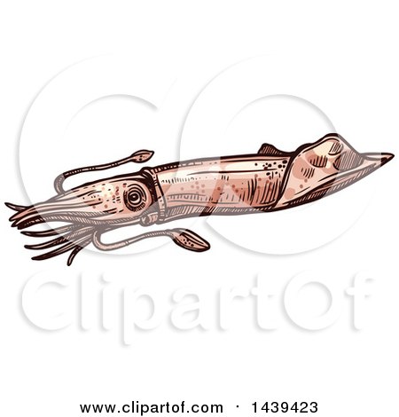 Clipart of a Sketched and Colored Squid - Royalty Free Vector Illustration by Vector Tradition SM