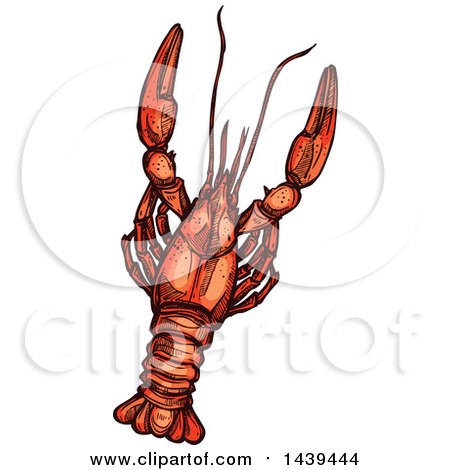 Clipart of a Sketched Lobster - Royalty Free Vector Illustration by Vector Tradition SM