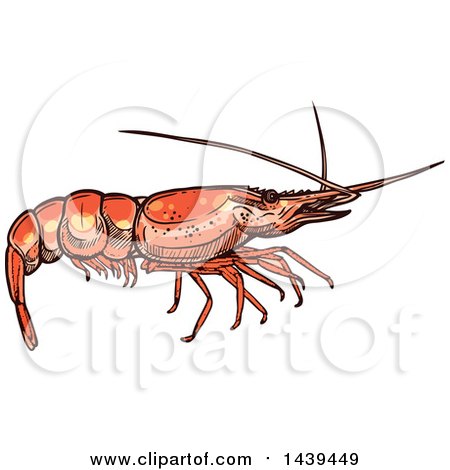 Clipart of a Sketched and Colored Shrimp - Royalty Free Vector Illustration by Vector Tradition SM