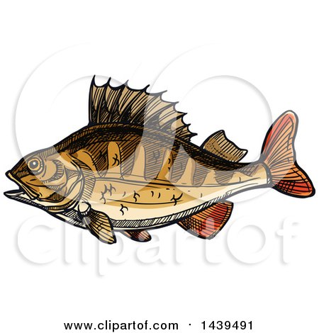 Clipart of a Sketched and Colored Perch Fish - Royalty Free Vector Illustration by Vector Tradition SM