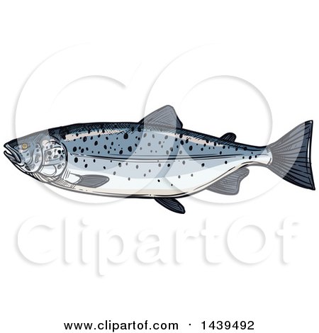 Clipart of a Sketched and Colored Salmon Fish - Royalty Free Vector Illustration by Vector Tradition SM