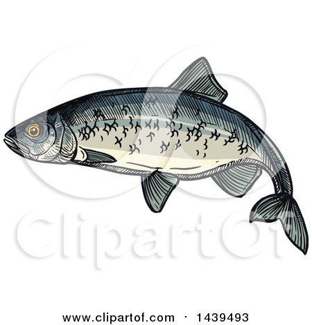 Clipart of a Sketched and Colored Herring Fish - Royalty Free Vector Illustration by Vector Tradition SM