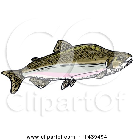 Clipart of a Sketched and Colored Humpback Salmon Fish in Spawning Phase - Royalty Free Vector Illustration by Vector Tradition SM