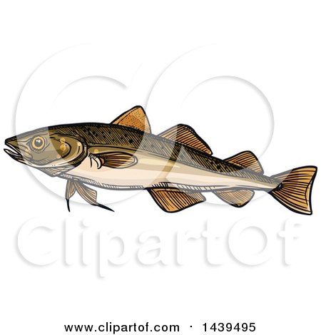 Clipart of a Sketched and Colored Navaga Fish - Royalty Free Vector Illustration by Vector Tradition SM