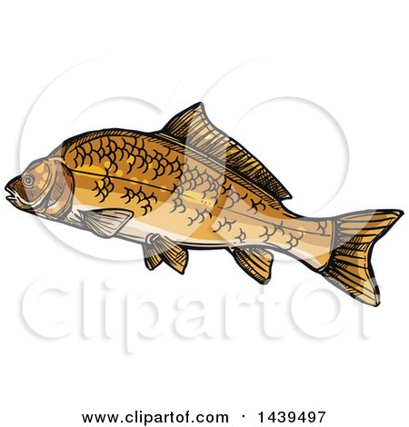 Clipart of a Sketched and Colored Carp Fish - Royalty Free Vector Illustration by Vector Tradition SM