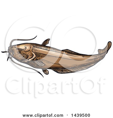 Clipart of a Sketched and Colored Wels Catfish - Royalty Free Vector Illustration by Vector Tradition SM