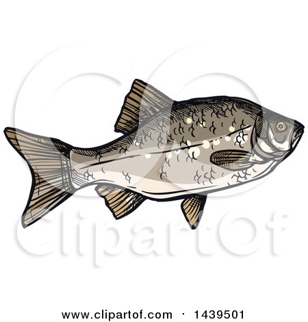 Clipart of a Sketched and Colored Crucian Carp Fish - Royalty Free Vector Illustration by Vector Tradition SM