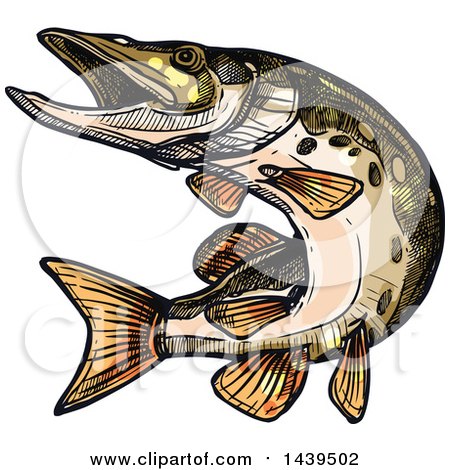 Clipart of a Sketched and Colored Pike Fish - Royalty Free Vector Illustration by Vector Tradition SM