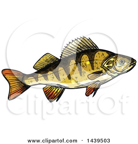 Clipart of a Sketched and Colored Perch Fish - Royalty Free Vector Illustration by Vector Tradition SM