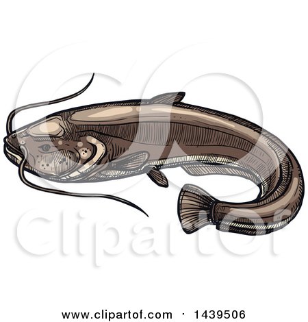 Clipart of a Sketched and Colored Sheatfish - Royalty Free Vector Illustration by Vector Tradition SM